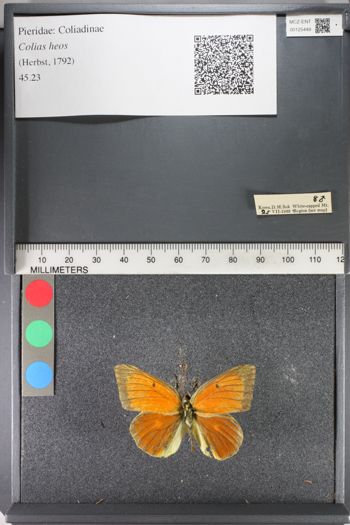 Media type: image;   Entomology 125449